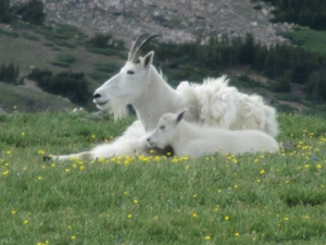 Mountain Goat with young on the Beartooth Plateau, Montana